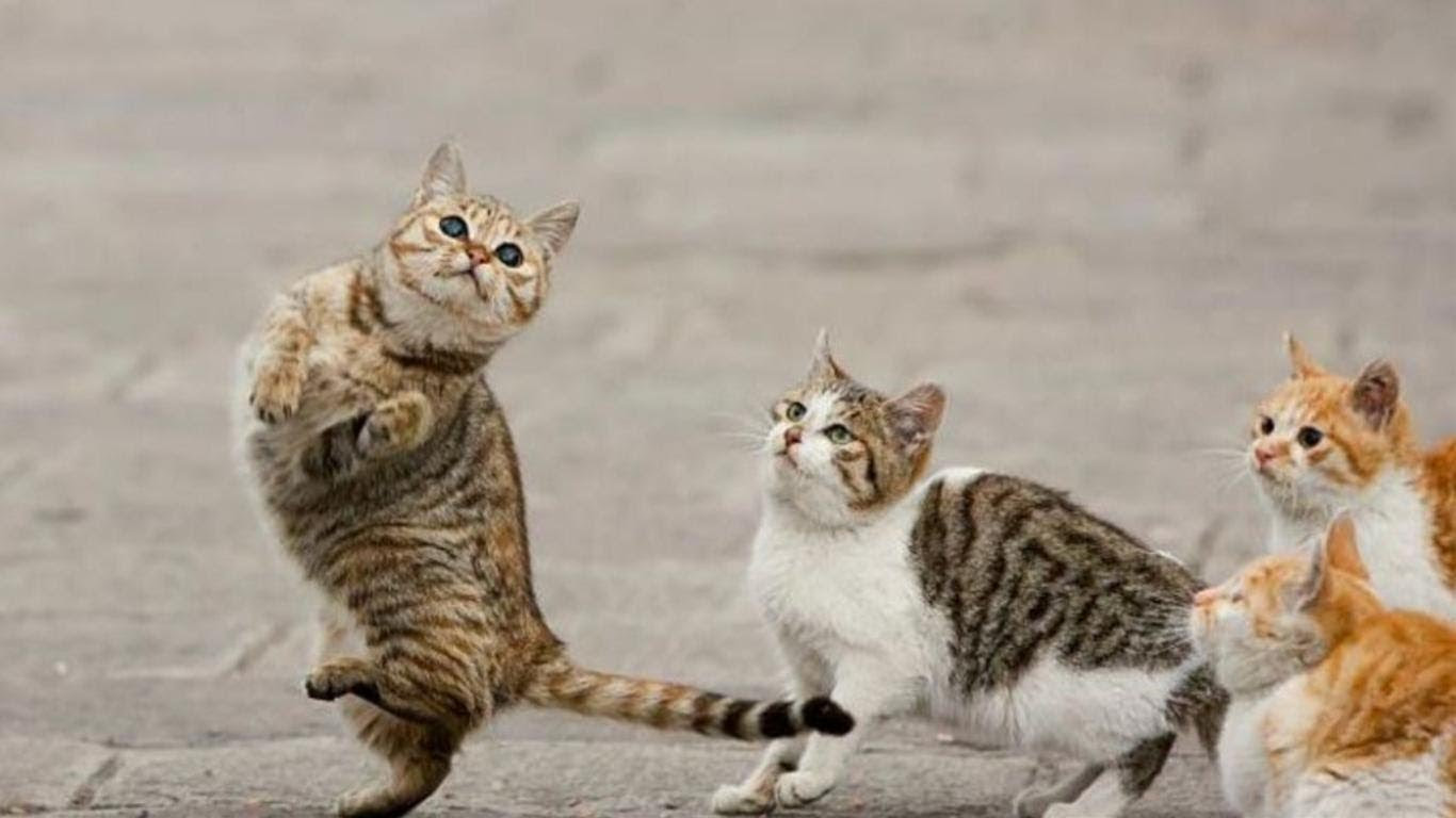 印刷可能 おもしろ猫 壁紙 最高の選択されたhd壁紙画像