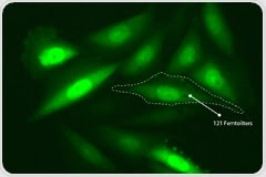 Chirality in Biochemistry