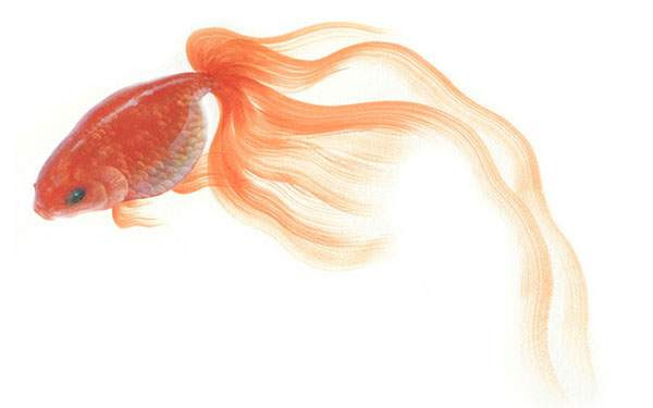 ぜいたくおしゃれ 金魚 イラスト 綺麗 かわいいディズニー画像
