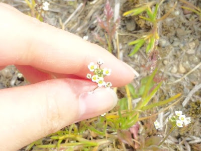 【ベストコレクション】 雑草 花 白 小さい 162410-雑草 花 白 小さい