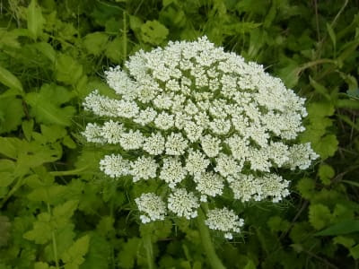 すべての花の画像 最高のせり 花 セリ