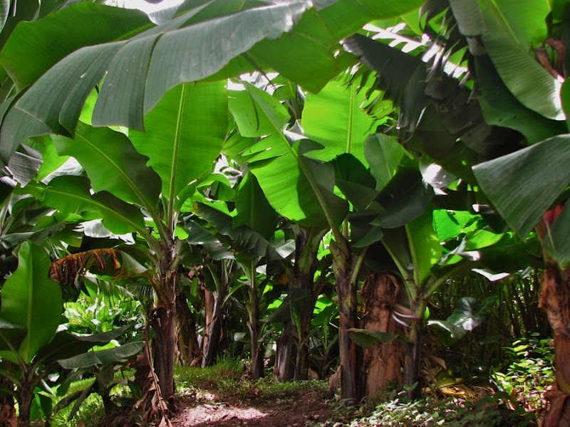 24+ Pohon Pisang Tanduk