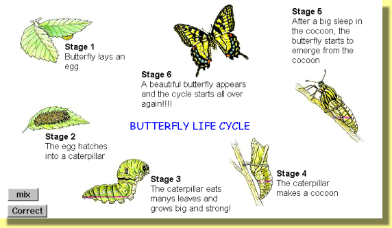 Contoh Explanation Text Metamorphosis Butterfly - Contohard