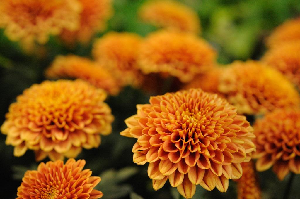 綺麗な10 月 4 日 誕生 花 すべての美しい花の画像