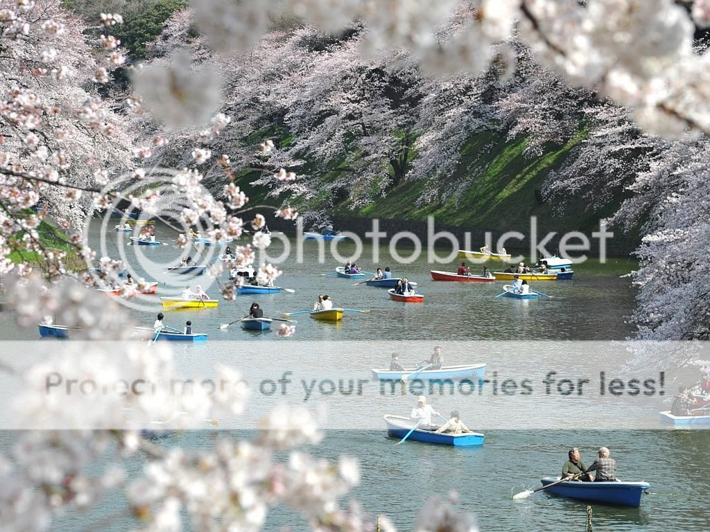Hằng năm vào mùa xuân, hàng triệu người đổ đến ngắm hoa anh đào ở Nhật Bản. Đây là sự kiện văn hóa, giải trí được rất nhiều người trông đợi.
