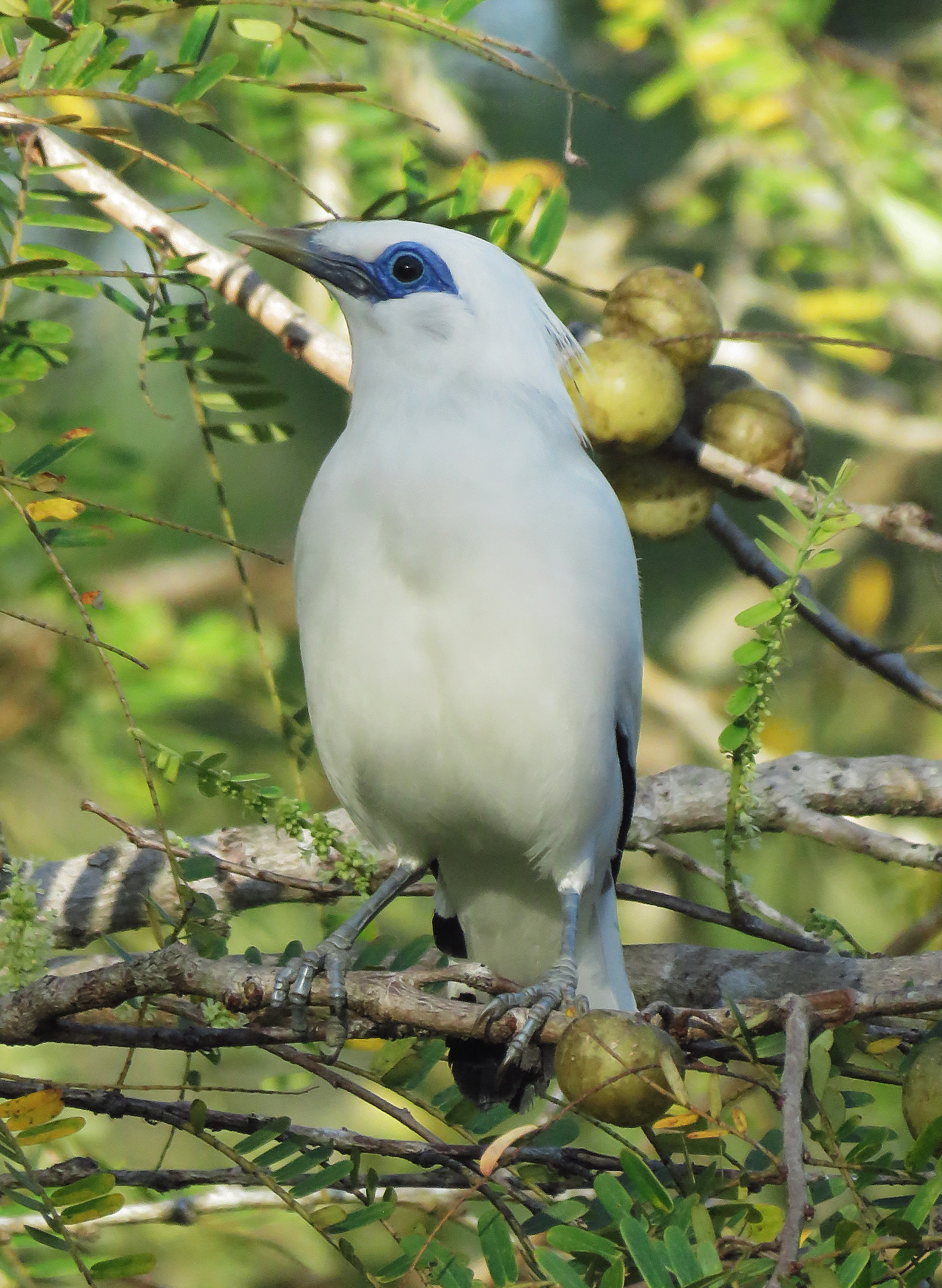 Download Gambar Burung Jalak Bali - Koleksi Gambar HD