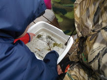 PWLC kindergarteners looking into a tub of pond water and inverts