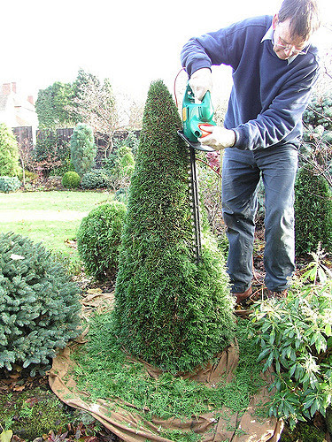 This tree is an effective privacy screen even in winter and a great long term solution to urban crowding or a drab yard. Cedar Hedges Planting And Maintenance Tree Doctors Inc