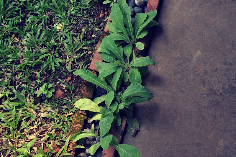 Ide Top Gambar Daun Tempuyung, Gelang Tangan