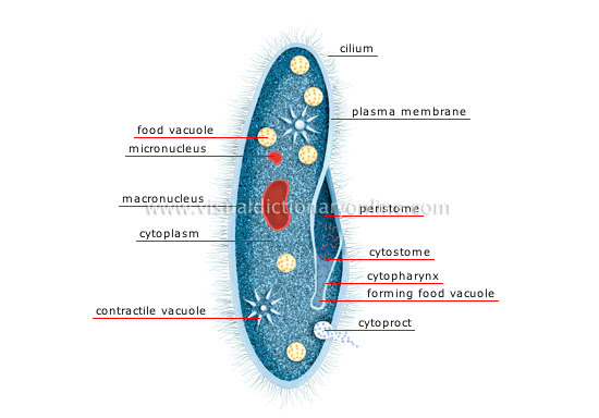 Check spelling or type a new query. Animal Kingdom Simple Organisms And Echinoderms Unicellulars Paramecium Image Visual Dictionary Online
