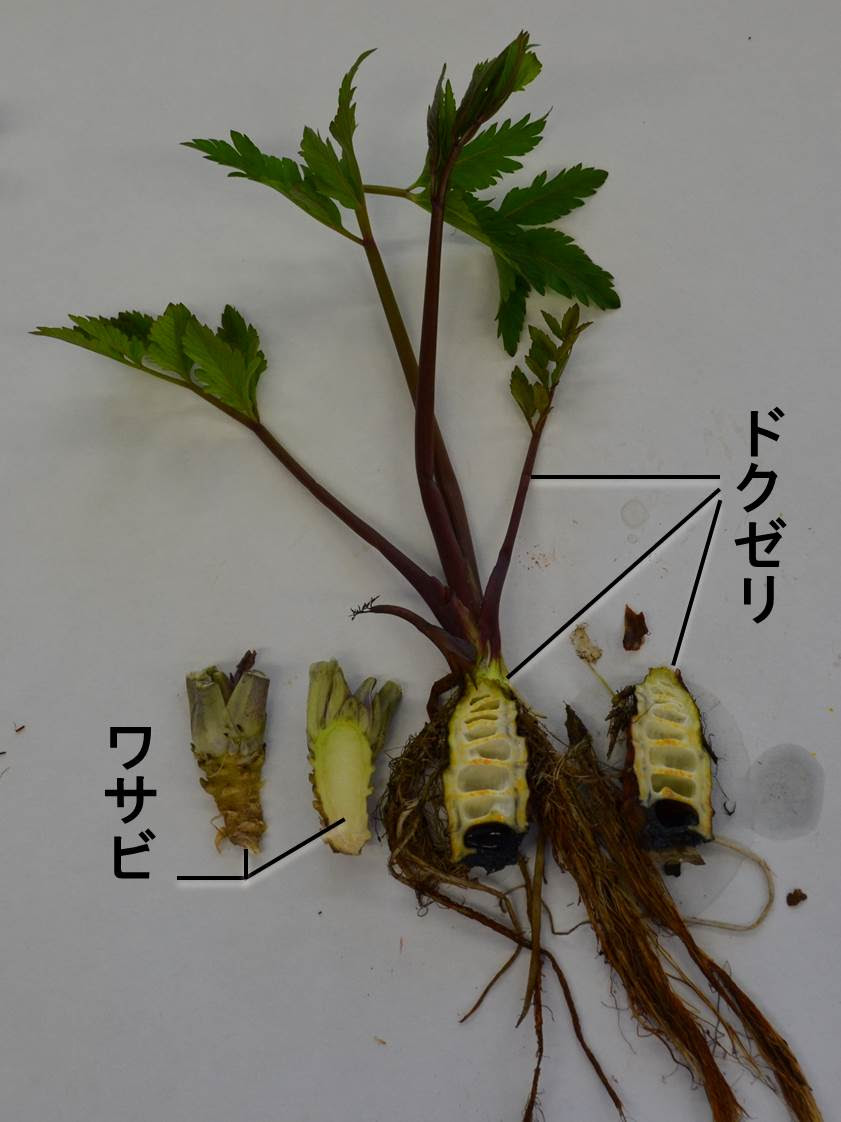 ロイヤリティフリー毒芹 見分け方 最高の花の画像