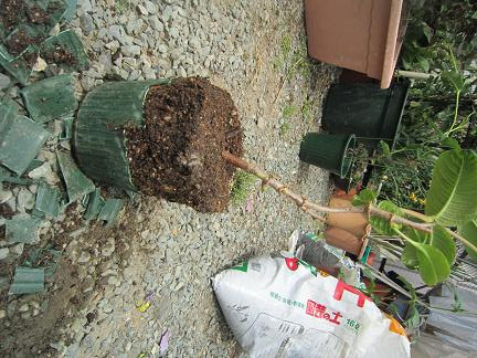 すべてのカタログ トップ 100 鉢植え 植え替え 抜けない