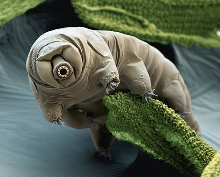 Hd限定可愛い 生物 最高の動物画像