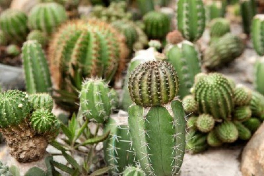 If you have a cactus that's dying and you want to save it, look closely at the plant to see what the problem is. Examine Cacti Biocircuits Outreach