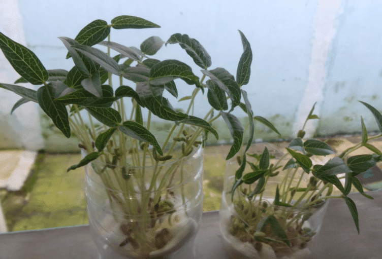 TIPS cara menanam bawang  merah di  gelas  aqua Petani bawang 