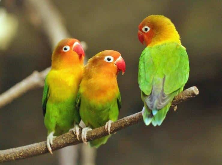 29 Paling  Top Gambar  Lucu  Lovebird