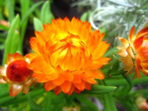 美しい花の画像 驚くばかり花 ヘリクサム