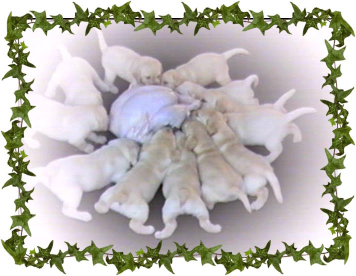 The puppies were orlando, florida » shih tzu $900: Tarrah Labrador Retrievers Orlando Breeder Lab Puppies
