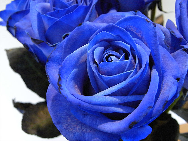 フレッシュ 青い 薔薇 名前 画像ブログ