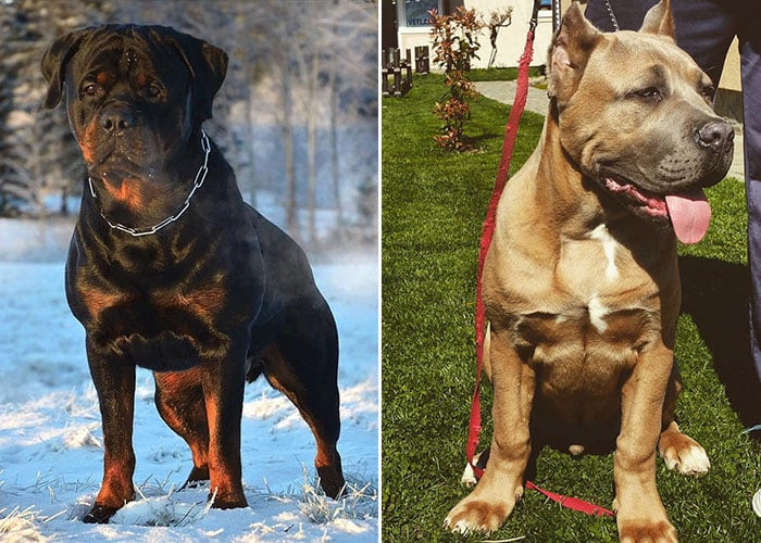 The boerboel, like many of the mastiff breeds, is used as a homestead guardian of working farm dogs. Rottweiler Vs Cane Corso Which Is The Better Guard Dog Ned Hardy