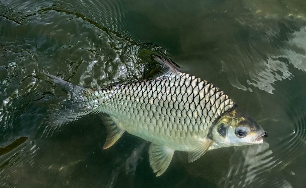 Lampam Jawa  Fish Ikan lampam YouTube Sesetengah ikan 