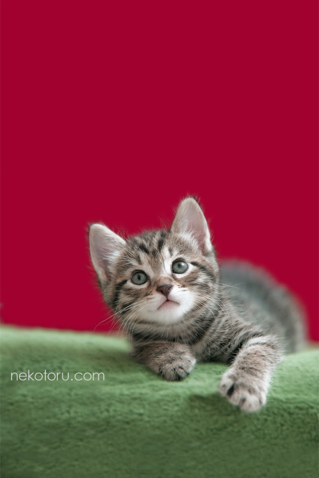 Download 33 待ち受け 猫 画像 かわいい 無料
