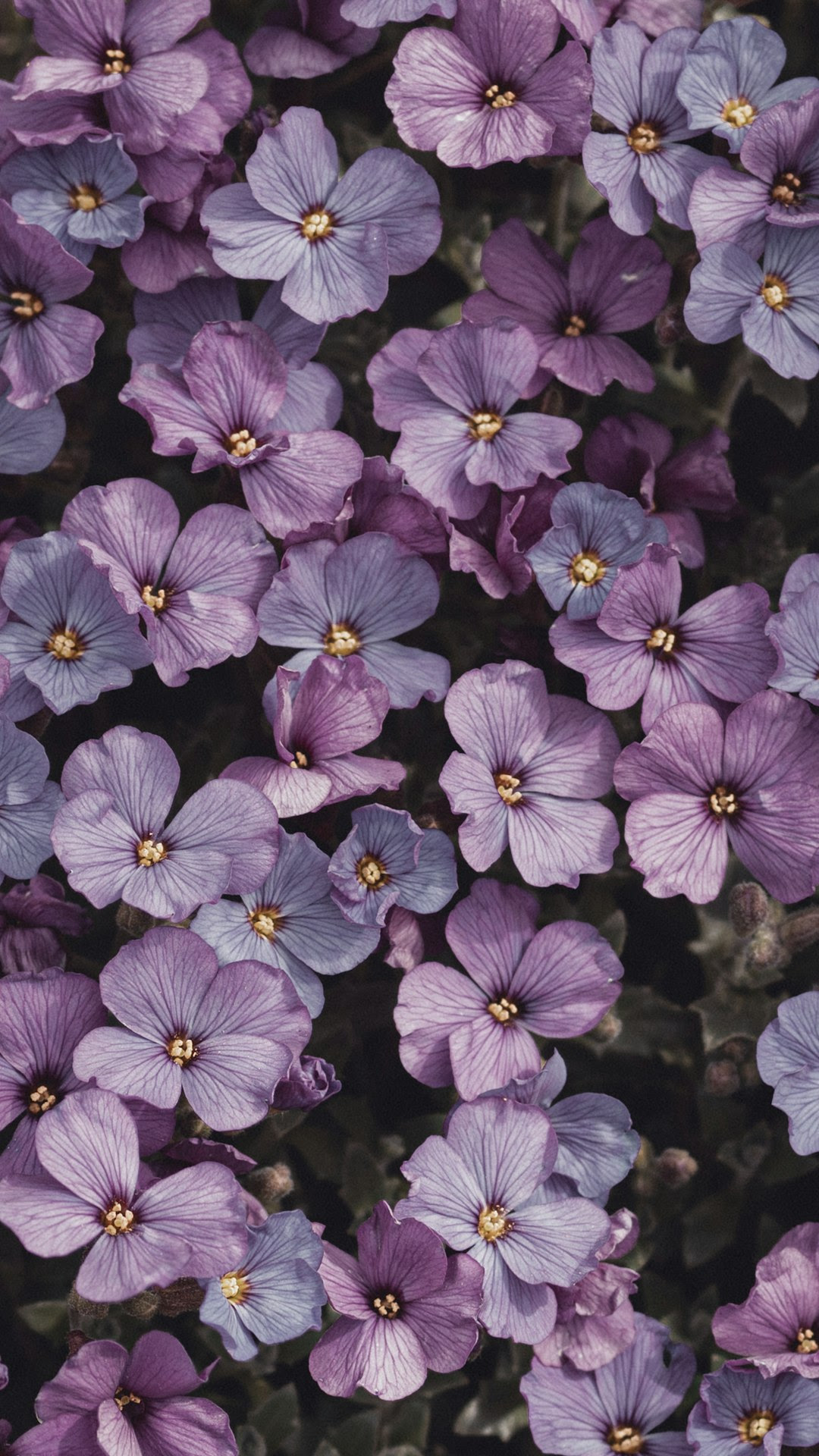 Customize and personalise your desktop, mobile phone and tablet with these free wallpapers! 750 Purple Aesthetic Pictures Download Free Images On Unsplash