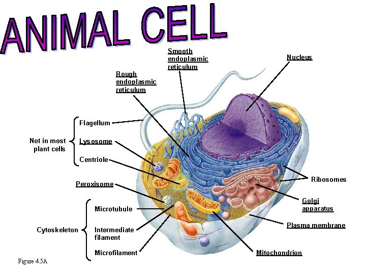 The rough endoplasmic reticulum is the same as the smooth endoplasmic reticulum except for the fact that the rough endoplasmic reticulum is covered in small organelles called ribosomes which are used to make proteins and the fact that the rough endoplasmic reticulum looks like tightly stacked sacs. Rough Endoplasmic Reticulum Smooth Endoplasmic Reticulum Nucleus Flagellum