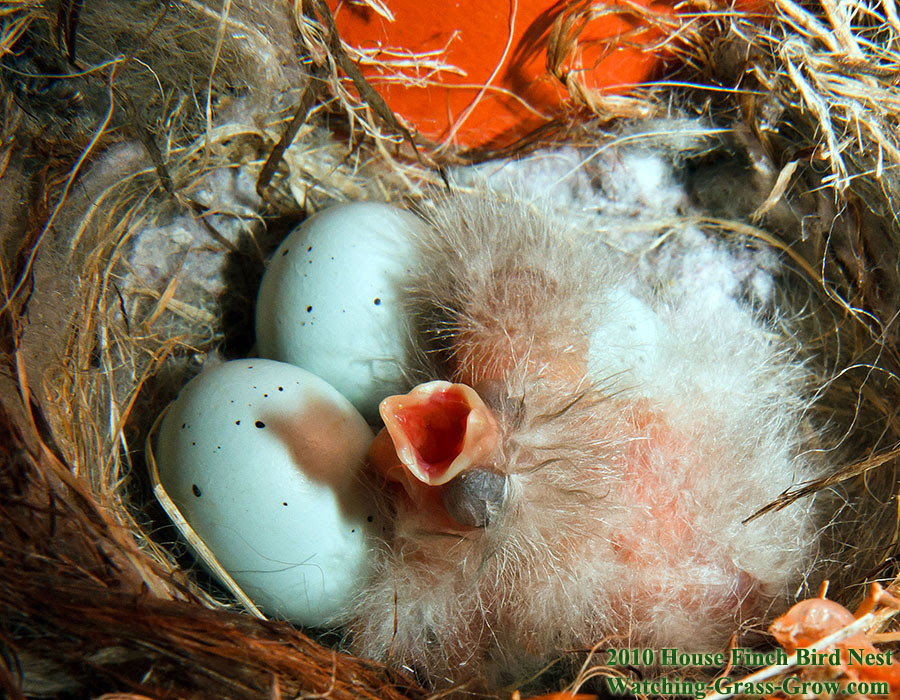 How Long Does It Take For Bird Eggs To Hatch - PetsWall