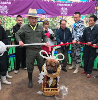 土佐 犬 全国 横綱