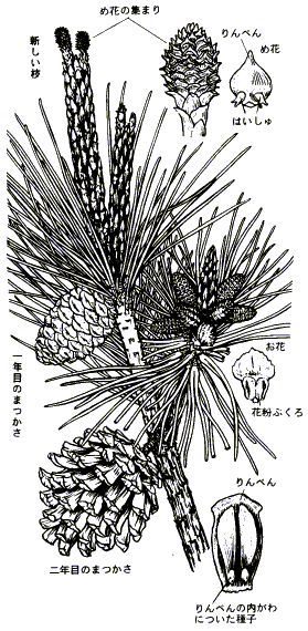 50 松ぼっくり 種類 図鑑 最高の花の画像