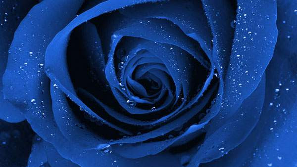 すべての美しい花の画像 無料ダウンロード待ち受け 壁紙 青い バラ