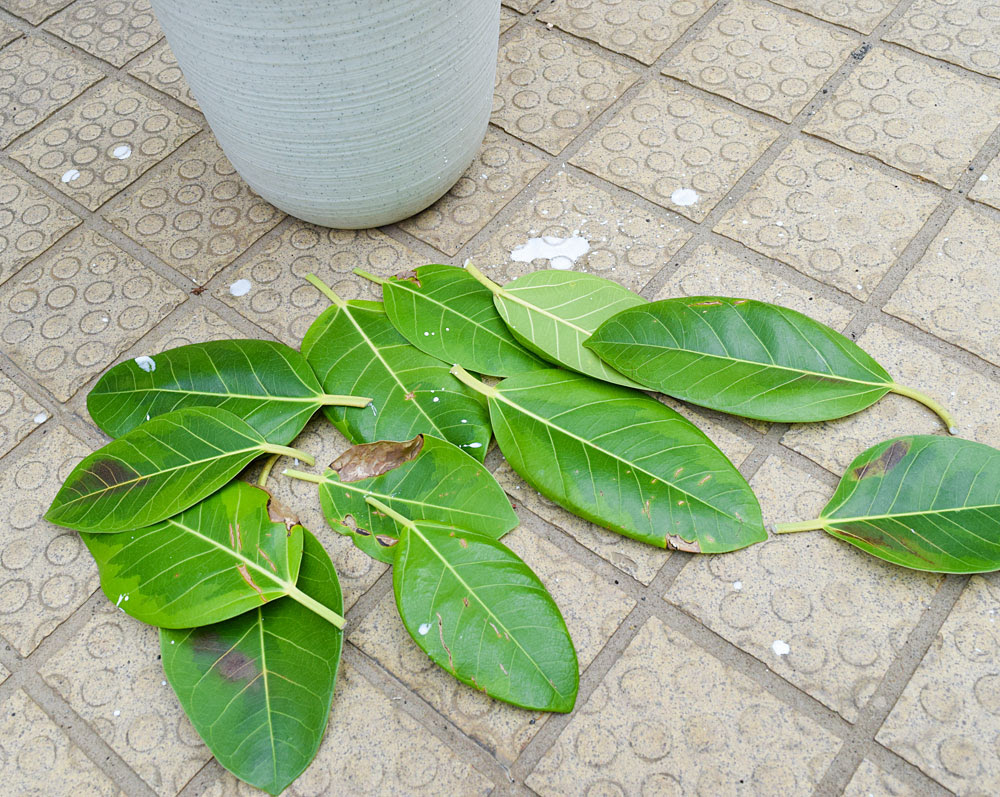 最高フィカス アルテ シマ 挿し木 すべての美しい花の画像