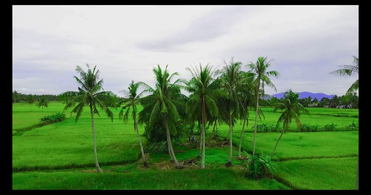 Menakjubkan 30 Foto Pemandangan  Indah Sawah Arti Gambar 