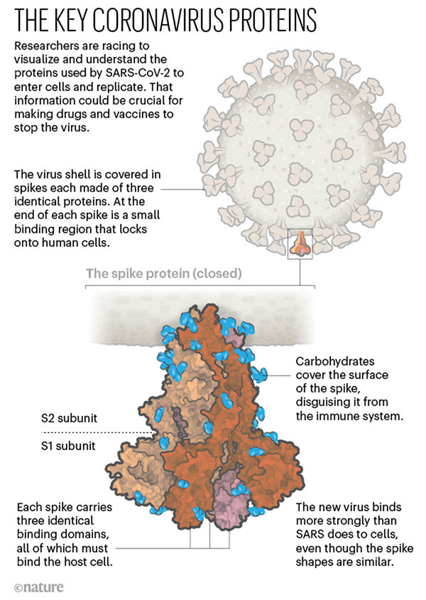 The key coronavirus proteins