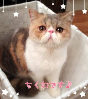 Netyasun ブサカワ 猫 ちくわ