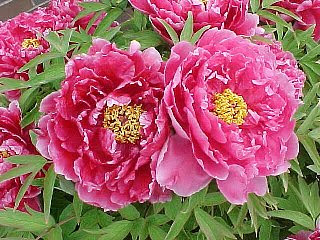 すべての美しい花の画像 エレガント牡丹 花言葉 赤