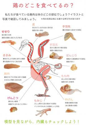 すべての動物の画像 ぜいたくイラスト 鶏肉 部位