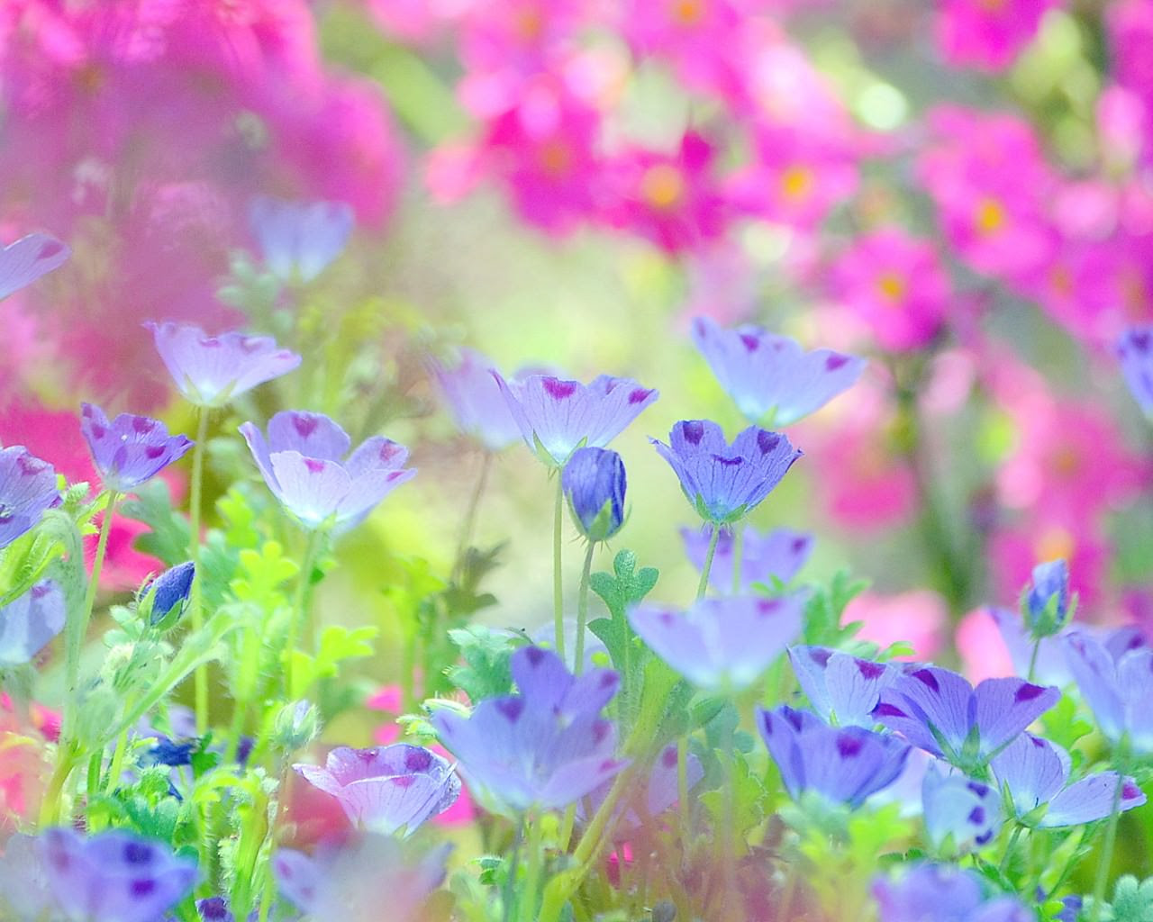 すべての花の画像 ロイヤリティフリー壁紙 Pc 花