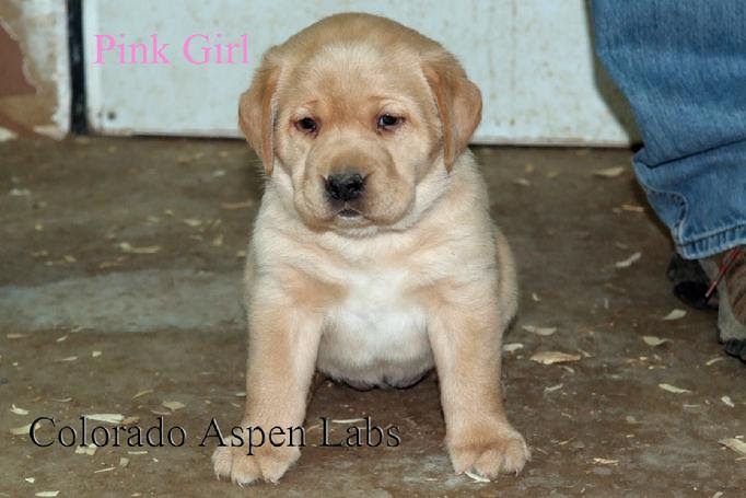 It seems like just yesterday that mighty's yellow lab puppies eyes and ears were opening….and snow was piled up to my door! Labrador Retriever Labs English