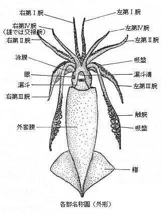 新鮮なイカ 外套膜 最高の花の画像