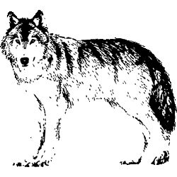 美しい花の画像 最高の狼 イラスト 白黒
