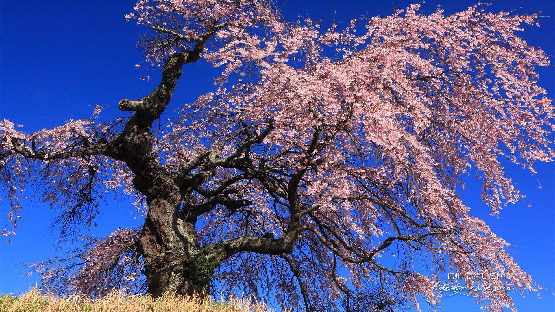 高 画質 壁紙 Pc 桜 Udin