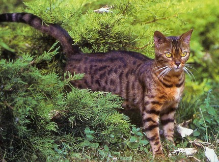 Chat Tigre Du Bengale Prix Get Images