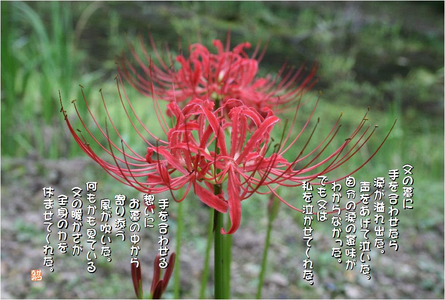 トップ100悲しい 花言葉 すべての美しい花の画像