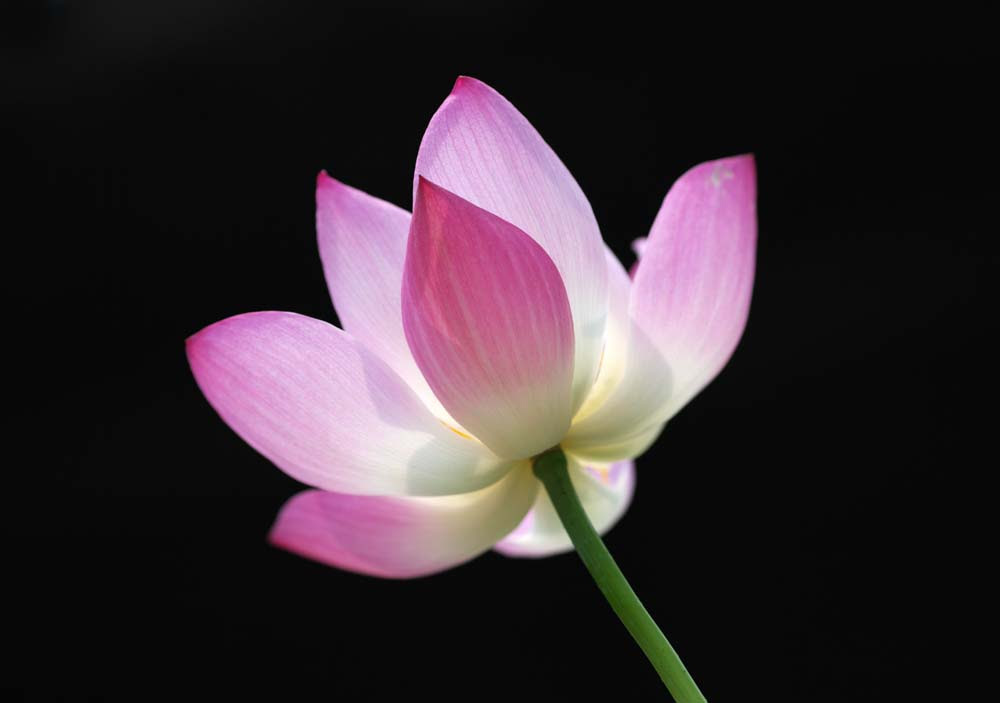 すべての花の画像 新鮮な壁紙 待ち受け 蓮 の 花