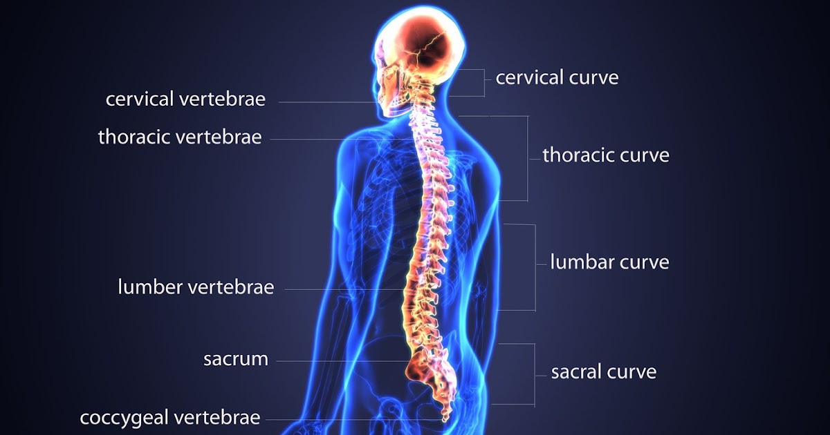 Muscles In Lower Back And Hip : Pin on Sciatica ...