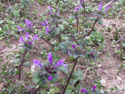 √ 雑草 紫 の 花 小さい 春 282631