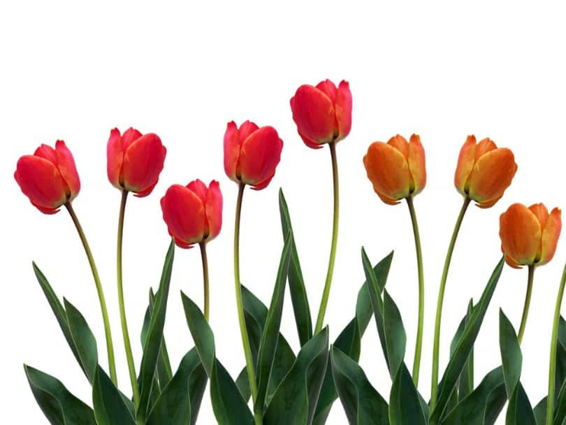 Paling Keren Warna Bunga  Tulip  Animasi  Rticsdelsur 