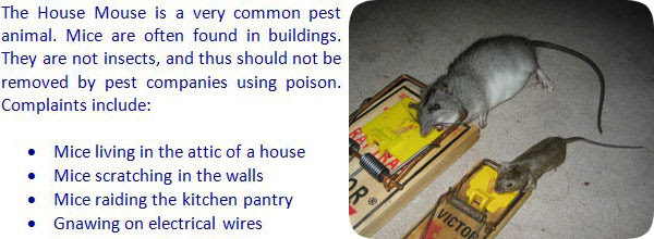 Mice pest control & mouse exclusion services in massachusetts & new hampshire. Getting Rid Of Mice In The House How To